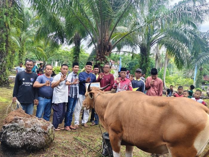 Bupati Bengkalis Kasmarni dan PT BLJ Salurkan Bantuan Hewan Qurban 