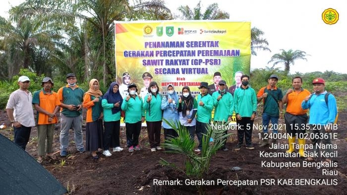 Program Nasional Peremajaan Sawit di Kab. Bengkalis Sangat Berdampak Pada Perekonomian Masyarakat
