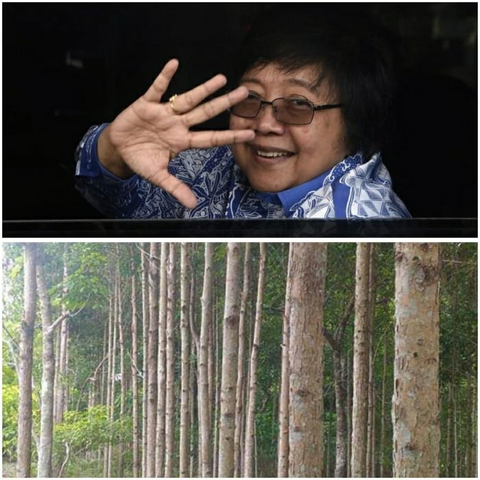 Siti Nurbaya : Budidaya Kayu Gerunggang Bagus Untuk Pertumbuhan Ekonomi