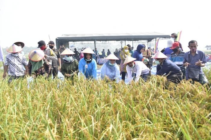 Kasmarni Syukuran Panen Padi Bersama Petani, Serta Ajak Sisihkan Rezeki Bantu Sesama