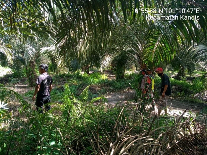 Pantau Titik Api, Babinsa Kelurahan Telaga Sam Sam Giat Lakukan Patroli Karlahut