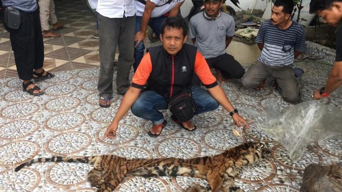 Marak Perdagangan Organ Harimau Sumatera di Riau, Ini Penjelasan Kapolda